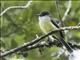 Pale-edged Flycatcher (Myiarchus cephalotes)