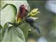Steely-vented Hummingbird (Saucerottia saucerottei)