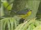Golden-crowned Warbler (Basileuterus culicivorus)