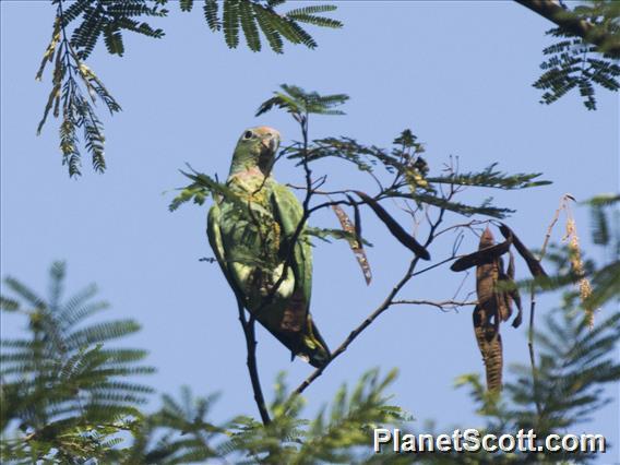 Yellow-crowned Parrot (Amazona ochrocephala)