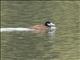 Andean Duck (Oxyura ferruginea)