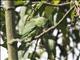 Spectacled Parrotlet (Forpus conspicillatus)