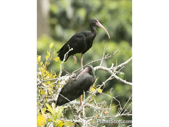 Bare-Faced Ibis (Phimosus infuscatus)