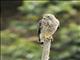 Broad-winged Hawk (Buteo platypterus)