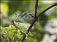 Cerulean Warbler (Setophaga cerulea)