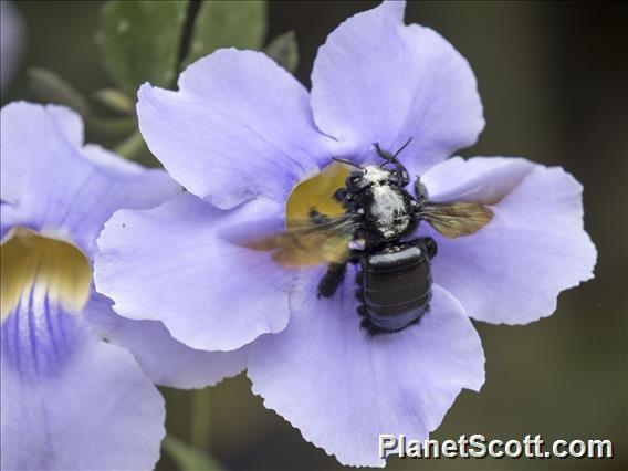 Bee (Xylocopa ssp)