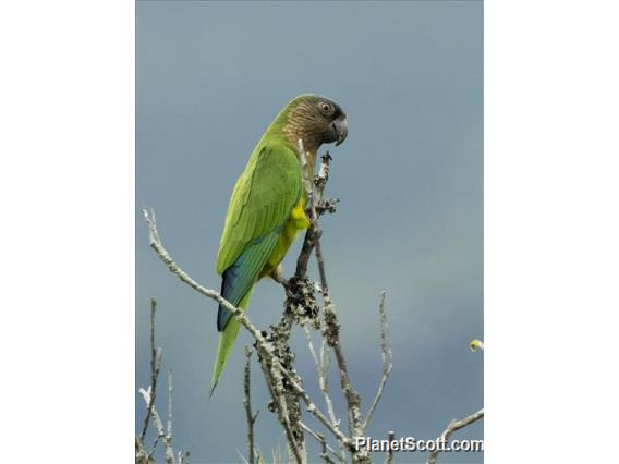 Brown-throated Parakeet (Eupsittula pertinax)