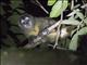 Colombian Night Monkey (Aotus lemurinus)