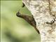 Streak-headed Woodcreeper (Lepidocolaptes souleyetii)