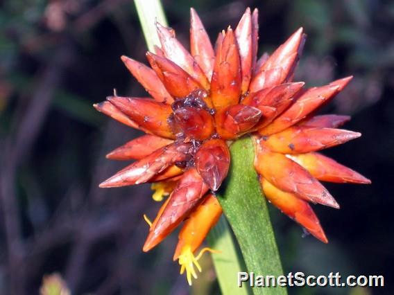 Common flower in Roraima