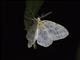 Geometer Moth (Genusa bigutta)