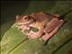 Harlequin Tree Frog (Rhacophorus pardalis)