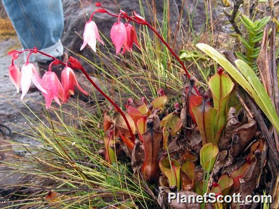 Pitcher plants, Roraima