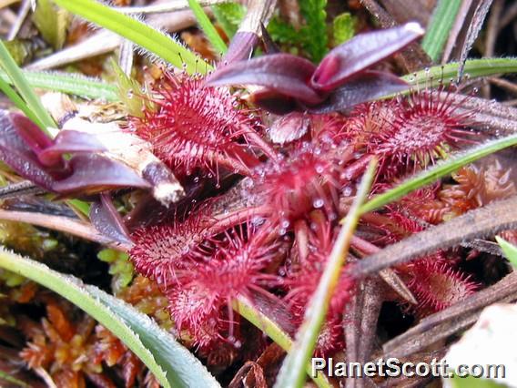 Dew plant, Roraima