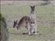 Western Gray Kangaroo (Macropus fuliginosus)