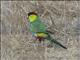 Red-capped Parrot (Purpureicephalus spurius) - Male