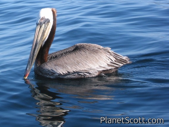 Brown Pelican (Pelecanus occidentalis)