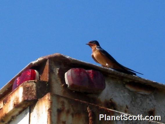 Barn Swallow