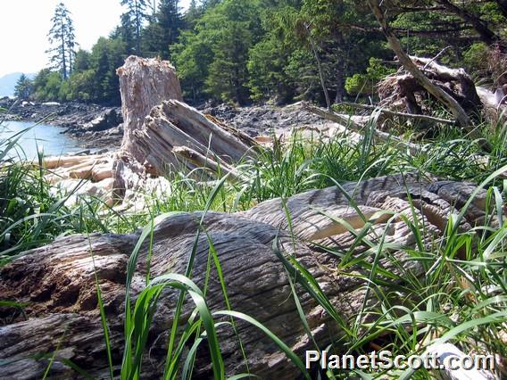 Haida Ruins