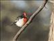 Red-capped Robin (Petroica goodenovii) - Male