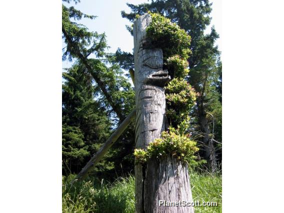 Haida totem pole