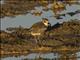 Greater Sand-Plover (Charadrius leschenaultii)