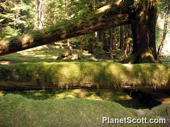 Haida longhouse ruin