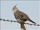 Crested Pigeon (Ocyphaps  lophotes)