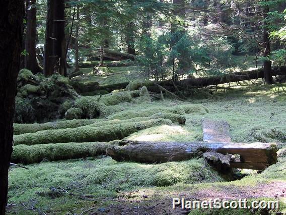 Haida longhouses