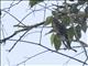 Ochre-breasted Tanager (Chlorothraupis stolzmanni)