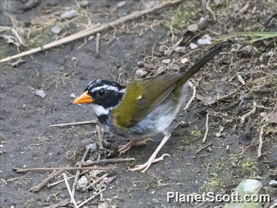 Orange-billed Sparrow (Arremon aurantiirostris)
