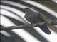 Ruddy Pigeon (Patagioenas subvinacea)
