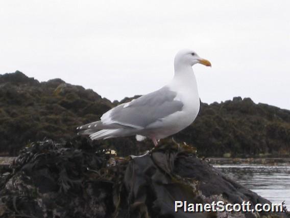 Western Gull