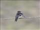 White-thighed Swallow (Atticora tibialis)