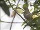 Ecuadorian Thrush (Turdus maculirostris)