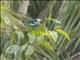 Metallic-green Tanager (Tangara labradorides)