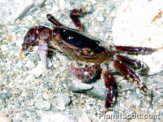 Crab, Gwaii Haanas National Park