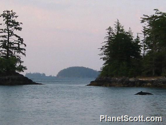 Minke Whale, Gwaii Haanas National Park