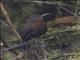South American Leaftosser (Sclerurus obscurior)