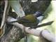 Gray-browed Brushfinch (Arremon assimilis)