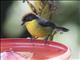 Yellow-breasted Brushfinch (Atlapetes latinuchus)