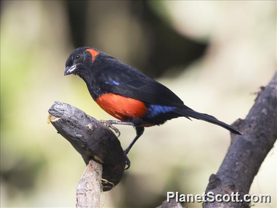 Scarlet-bellied Mountain-Tanager (Anisognathus igniventris)