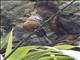 Cliff Flycatcher (Hirundinea ferruginea)