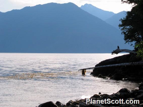 Bald Eagle, Gwaii Haanas National Park