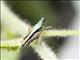 Pygmy Grasshopper (Scaria ssp)