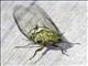 Cicada (Cicadadae sp)