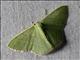 Geometer Moth (Geometera sssp)