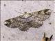 Geometer Moth (Geometera ssp4)