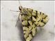 Erebinae Moth (Glenopteris ornata)
