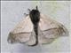 Hemileucini Moth (Hylesia sp)